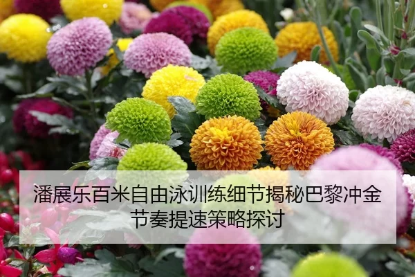 潘展乐百米自由泳训练细节揭秘巴黎冲金节奏提速策略探讨